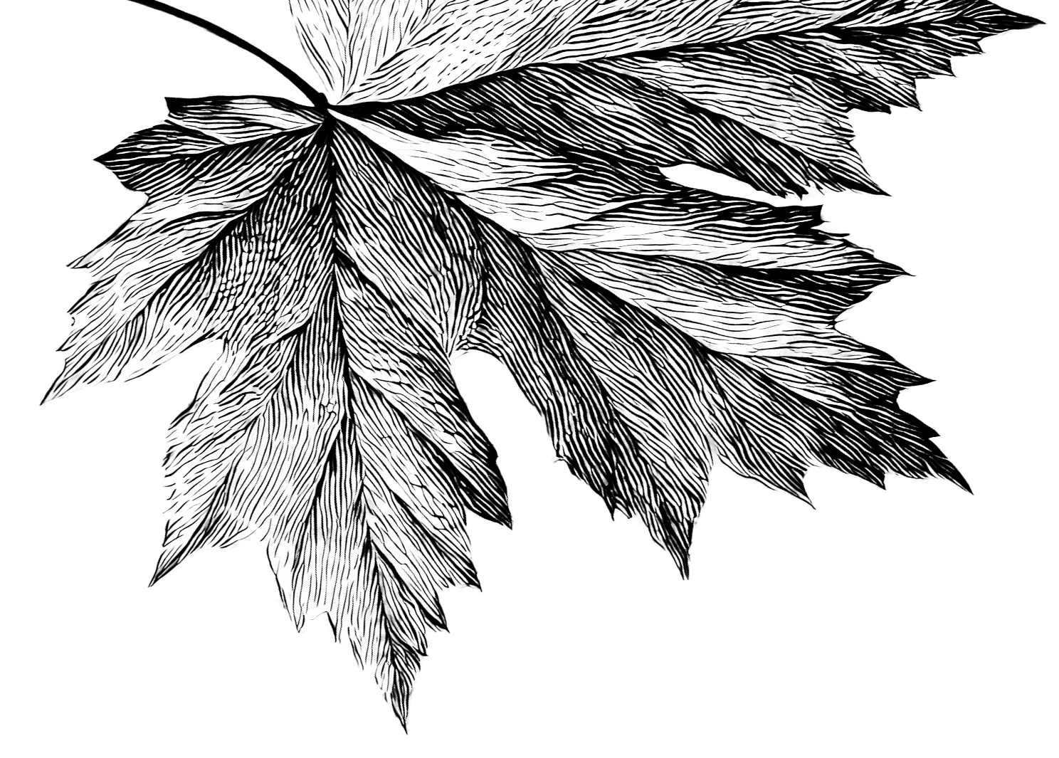 A black and white close-up of a maple leaf with intricate vein details on a black background. Maple syrup in Palmerston Ontario, buy maple syrup near me, maple syrup Wellington County, maple syrup Perth County, maple syrup Waterloo Region.