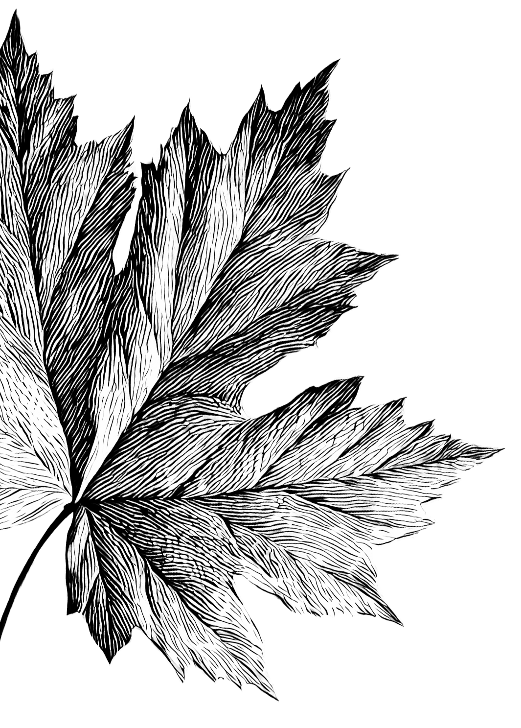 Outline of a maple leaf for decorative effect. Milestone Ridge Maple Syrup - Pure Ontario maple syrup from Palmerston, Ontario, Canada. Grade A maple syrup available for purchase in golden, amber, dark, and bourbon barrel-aged maple syrup.