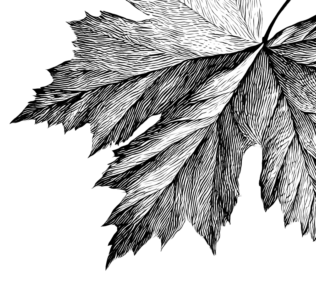 Black and white close-up illustration of a leaf with detailed vein patterns on a black background. Wholesale maple syrup in Ontario, bulk maple syrup Canada, custom maple syrup gifts, corporate maple syrup favours, wedding maple syrup favours.