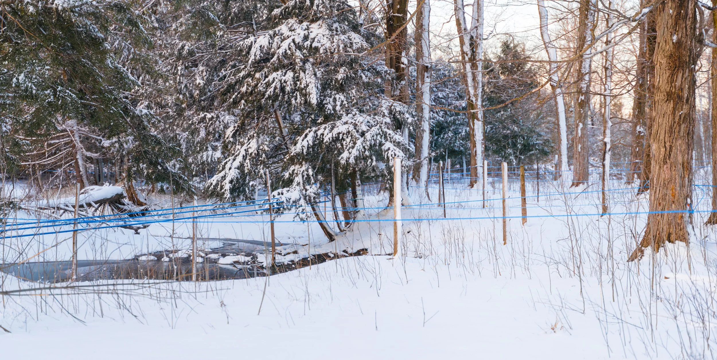 Snow-covered trees and a fence in a winter forest, with a small creek running through the snow. Wholesale maple syrup in Ontario, bulk maple syrup Canada, custom maple syrup gifts, corporate maple syrup favours, maple syrup gift ideas Ontario.