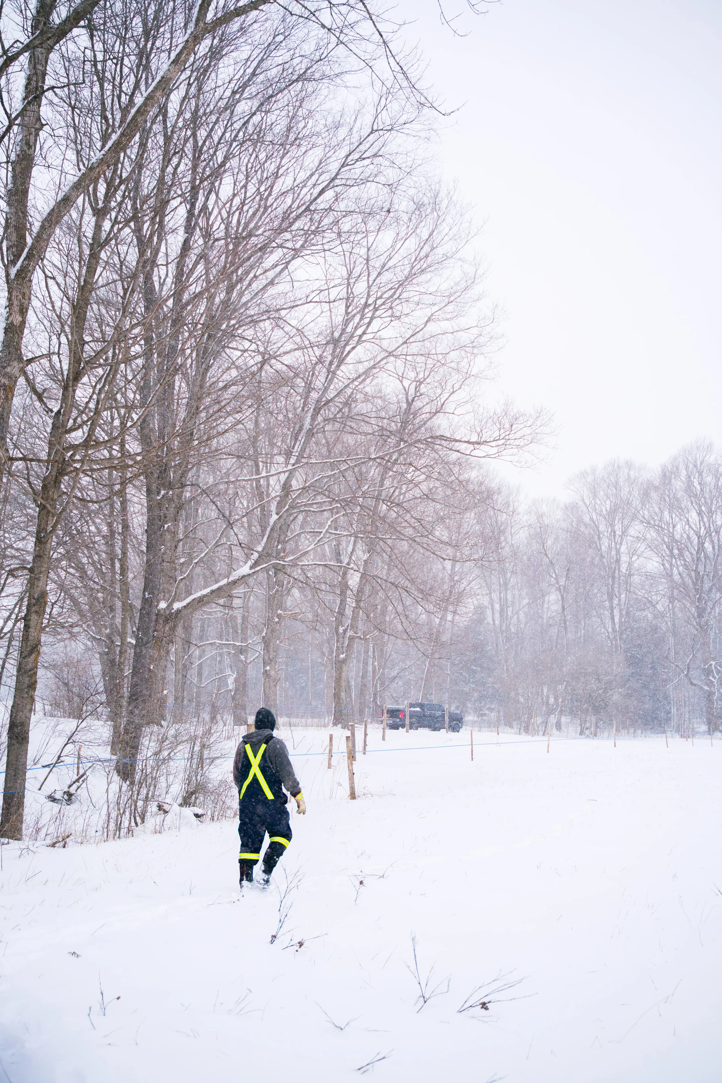 A person dressed in a black and neon yellow winter outfit running in a snow-covered forest with multiple leafless trees and a snow-covered road. Milestone Ridge Maple Syrup - Pure Ontario maple syrup from Palmerston, Ontario, Canada. Grade A syrup