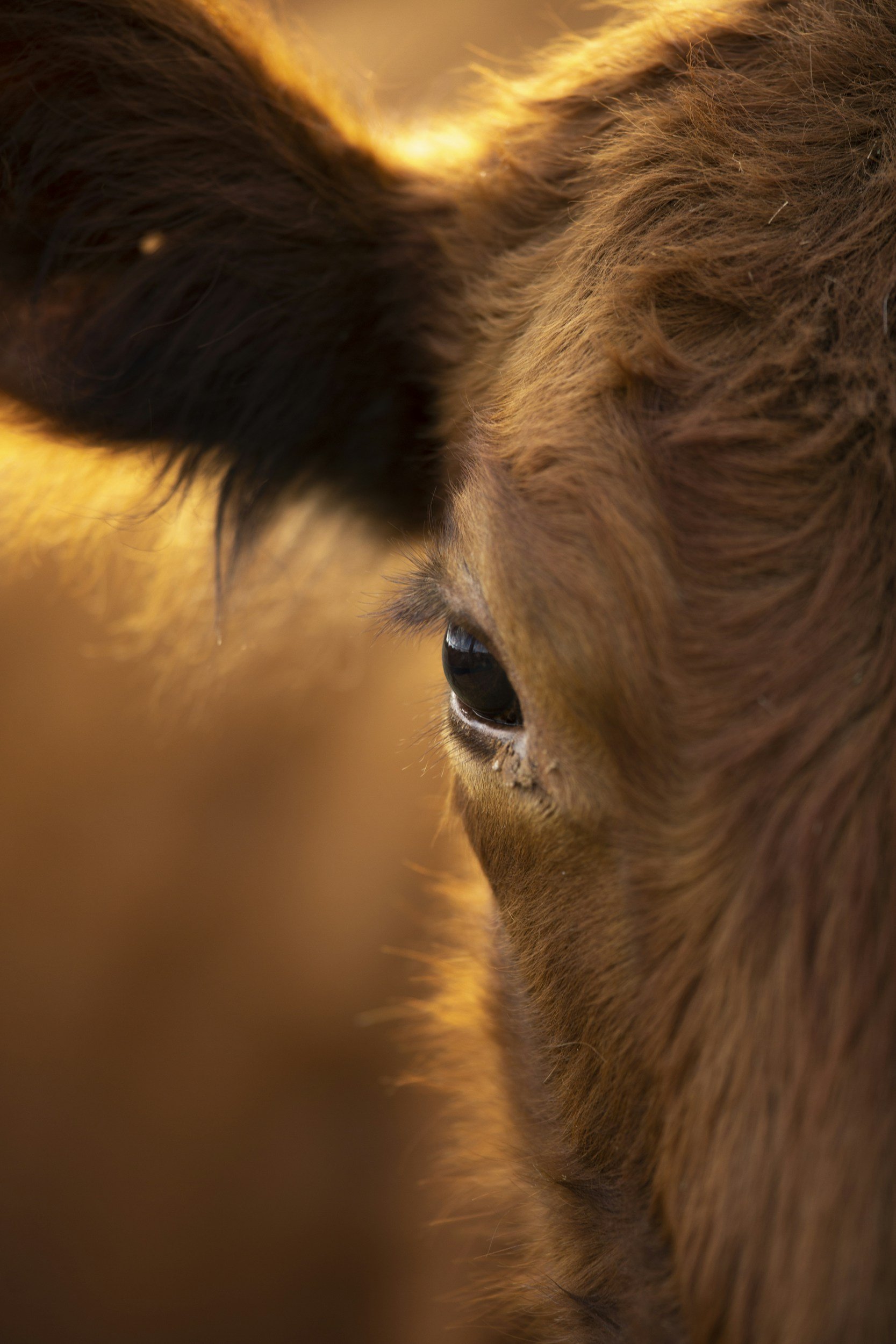 Close-up of a horse's eye and ear, with a warm brown coat.