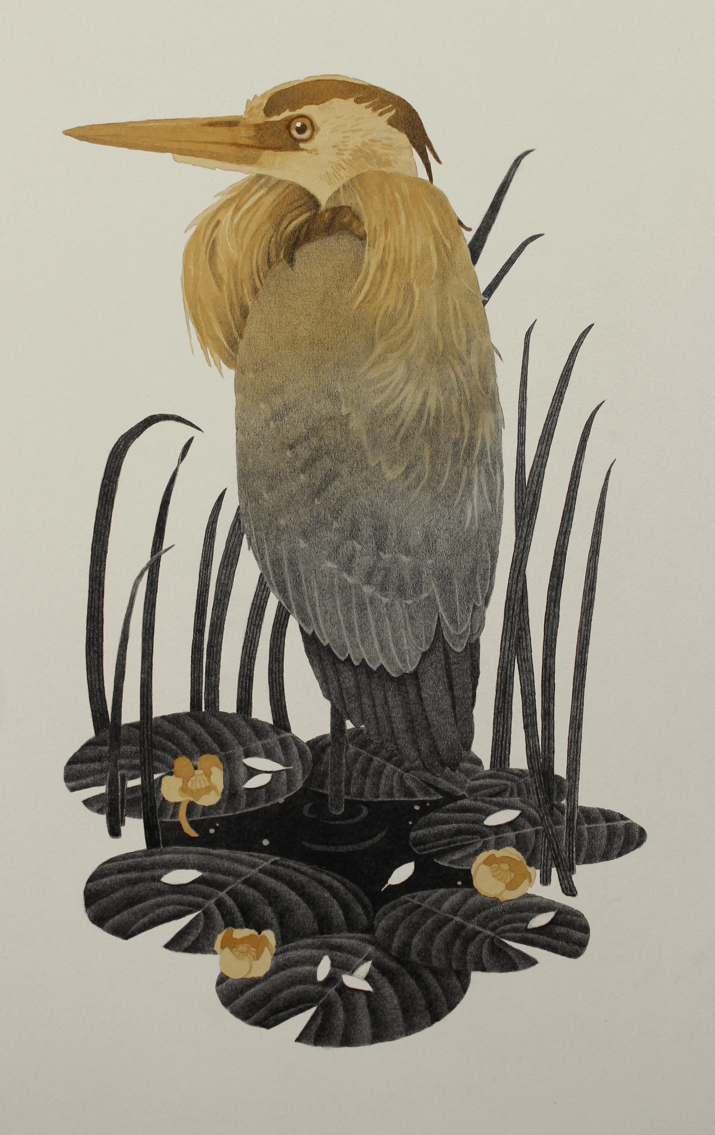 First Light - Great Blue Heron (Sold)