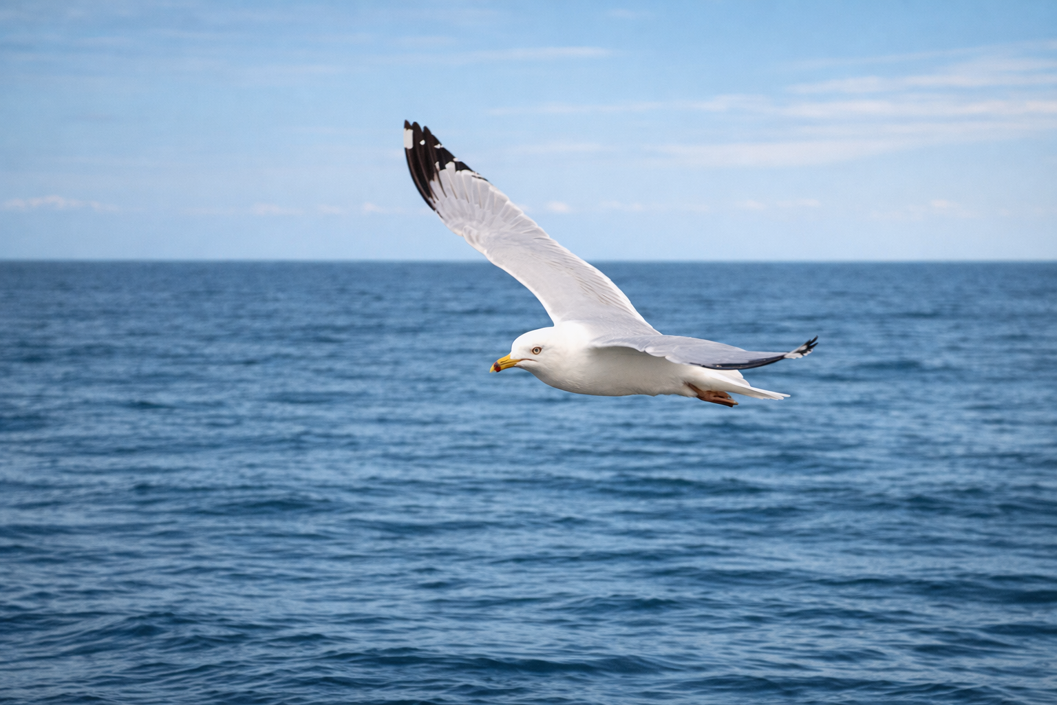 Seagull flying over water