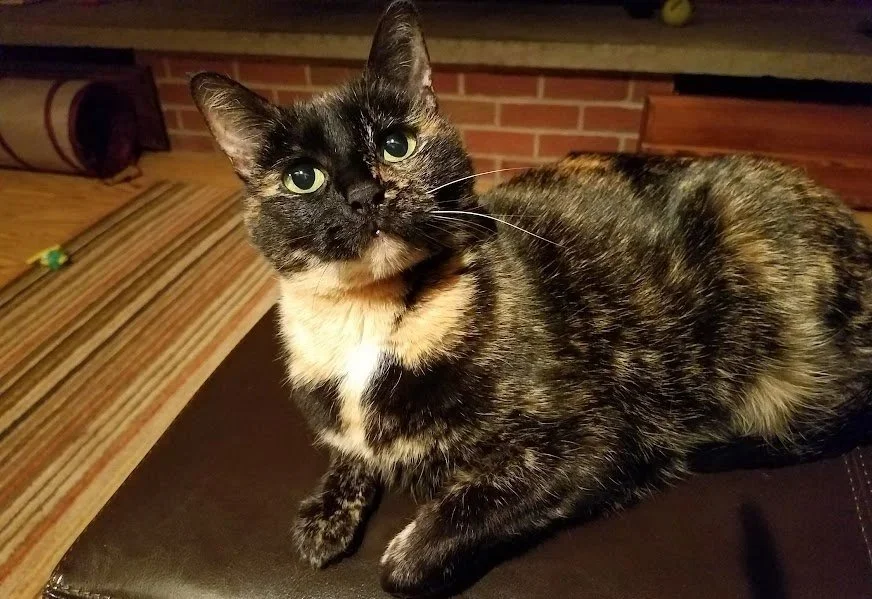 Tortoiseshell cat:  Kona, the best cat ever