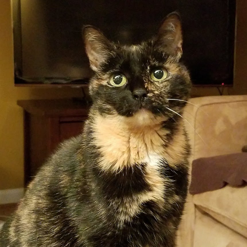 Tortoiseshell cat:  Kona, the best cat ever