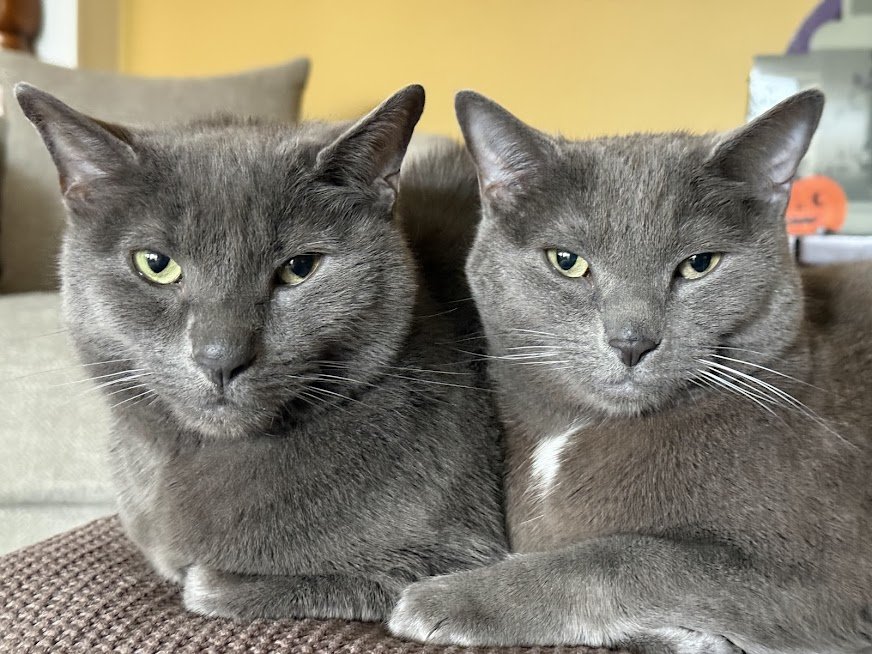 Two nearly identical gray cats - siblings