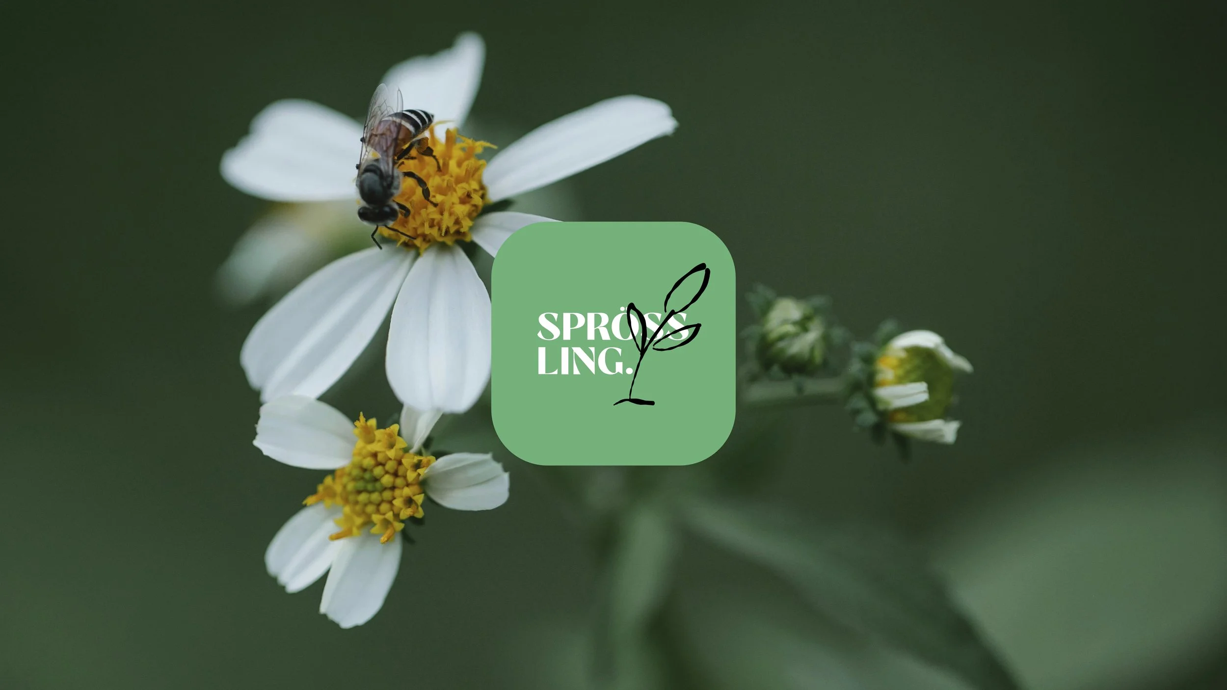 Sprössling Projekt– theflow – 01