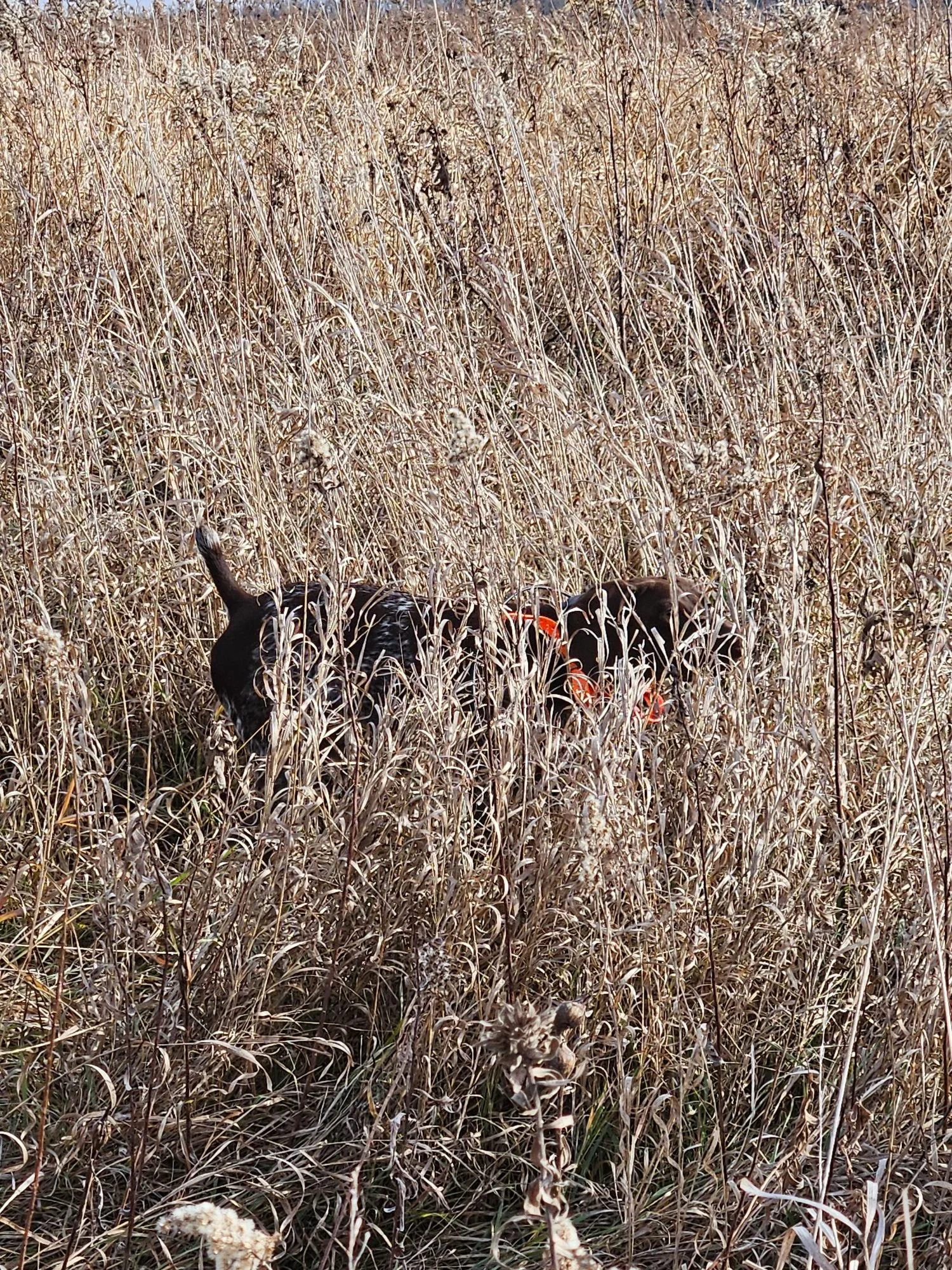 Dog in a tall, dry, beige grass field, wearing an orange harness.