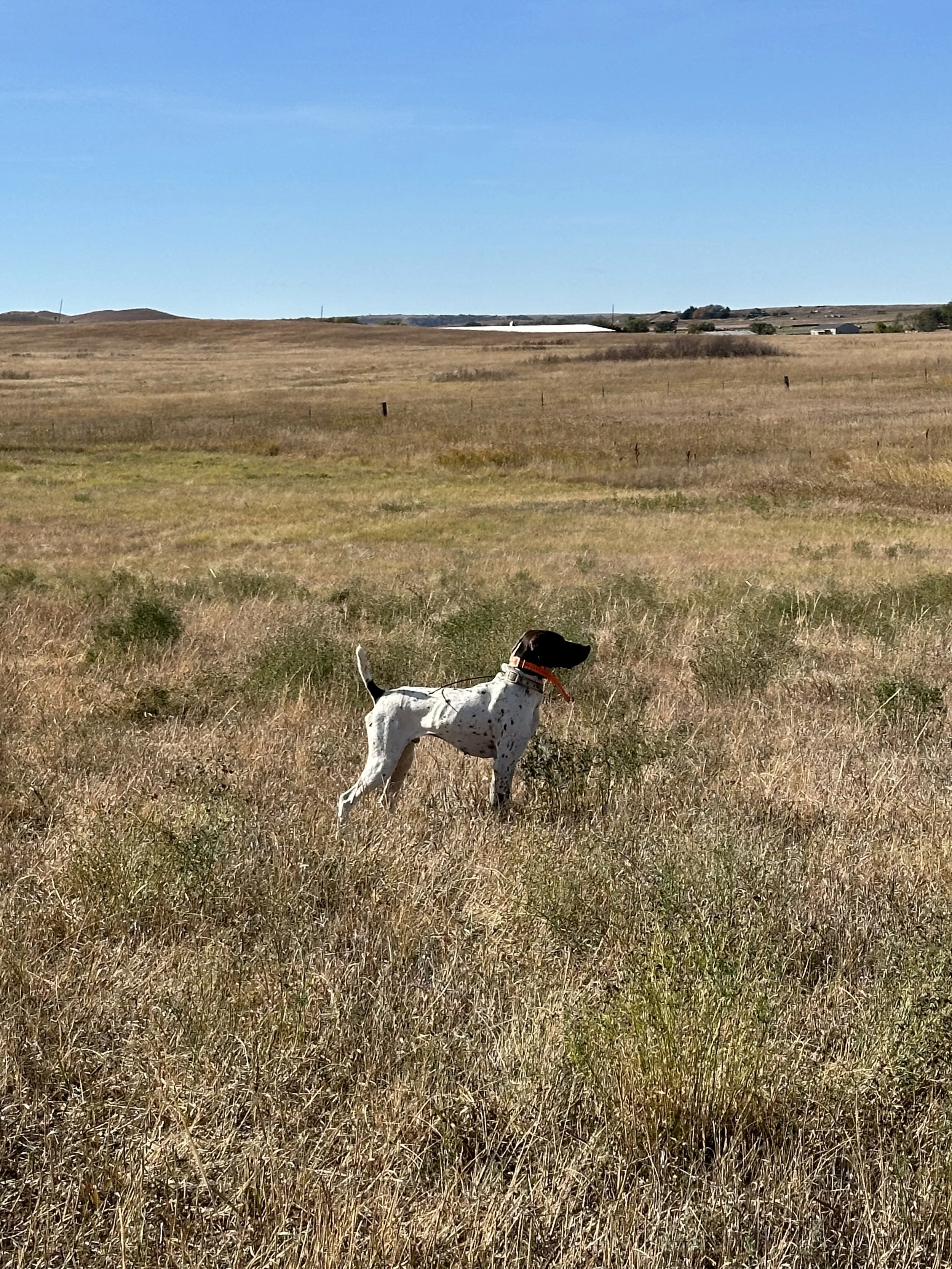 A dog with black and white fur standing in a grassy field under a clear blue sky.