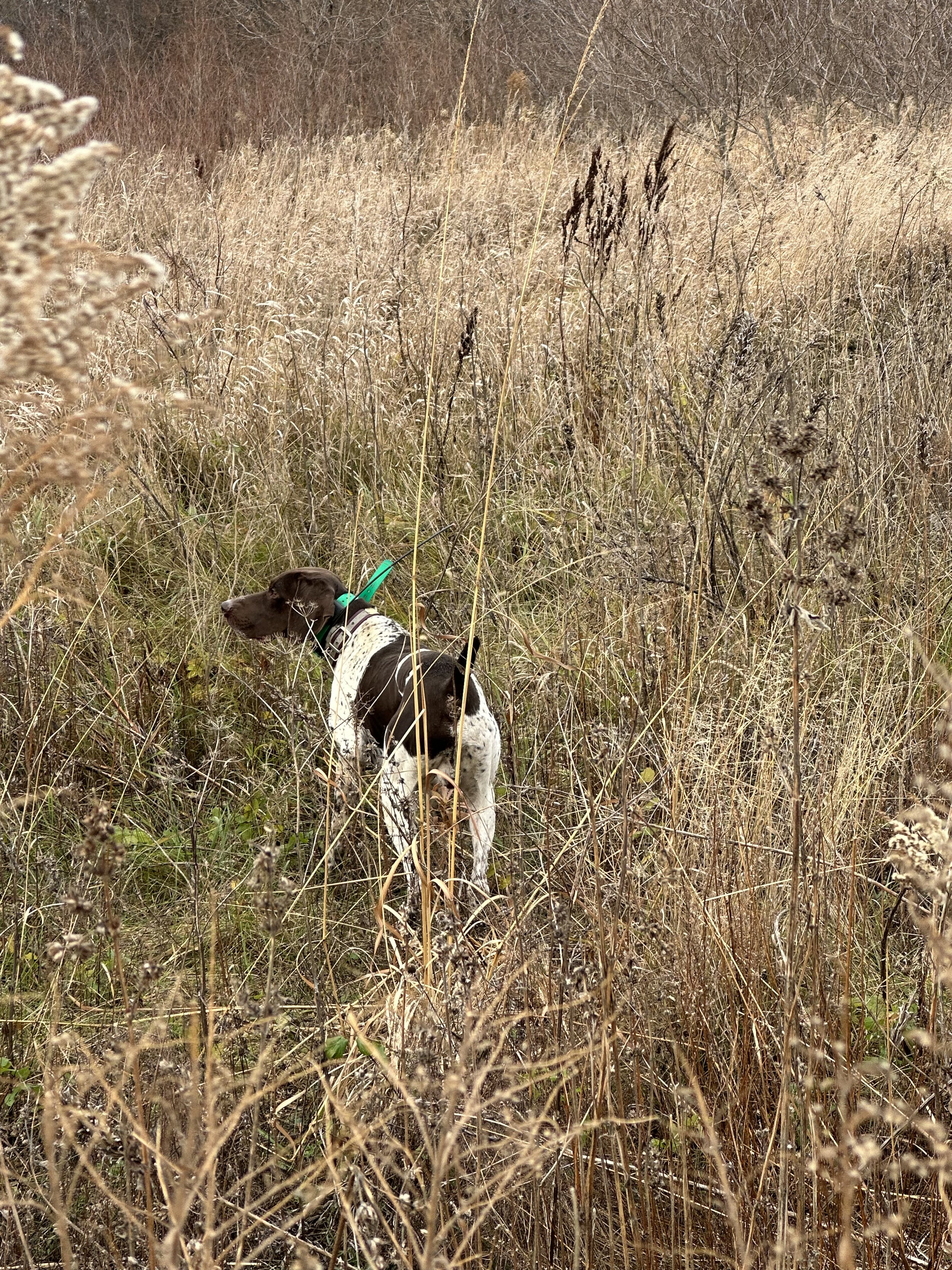 A black and white dog walking through tall dry grass in a field, with trees in the background.