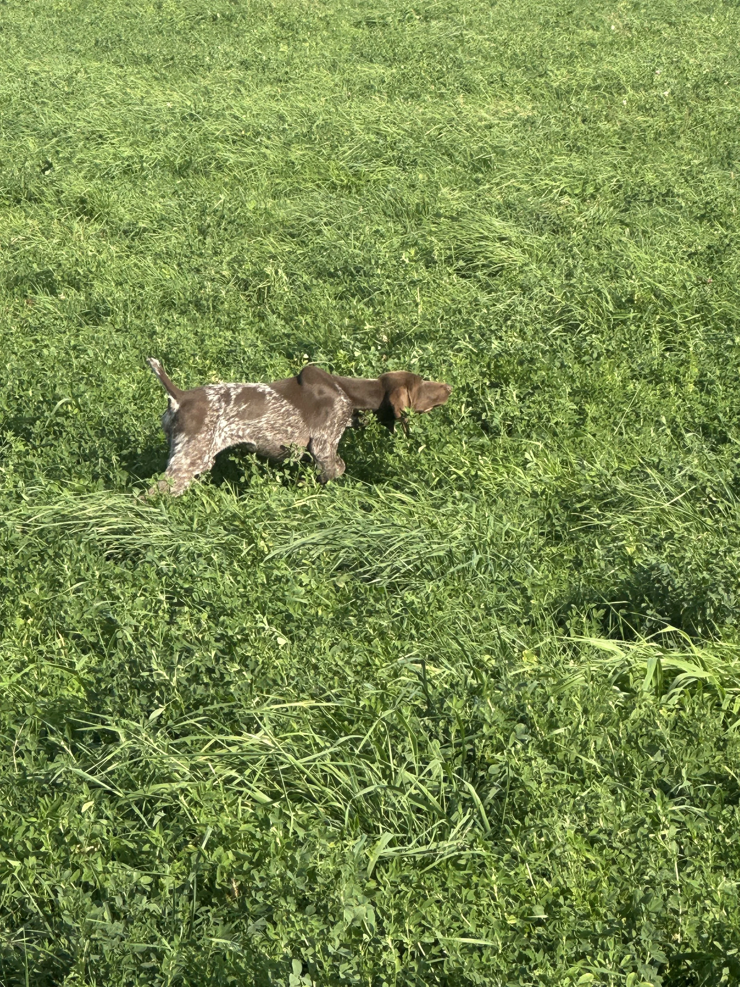 A brown and white puppy with long ears walking through tall green grass in a field.