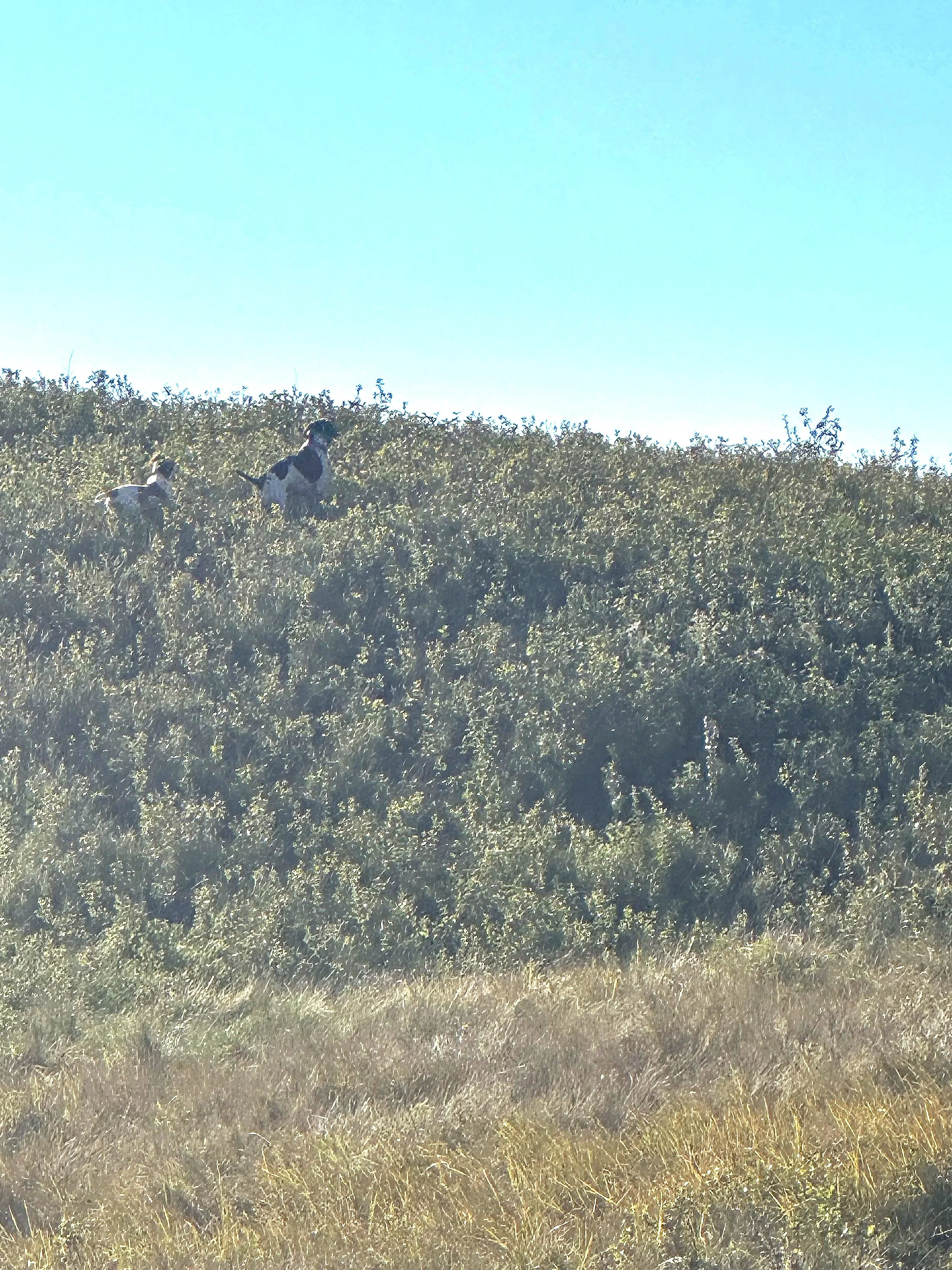 Two dogs running and playing on a grassy hillside covered with bushes under a blue sky.