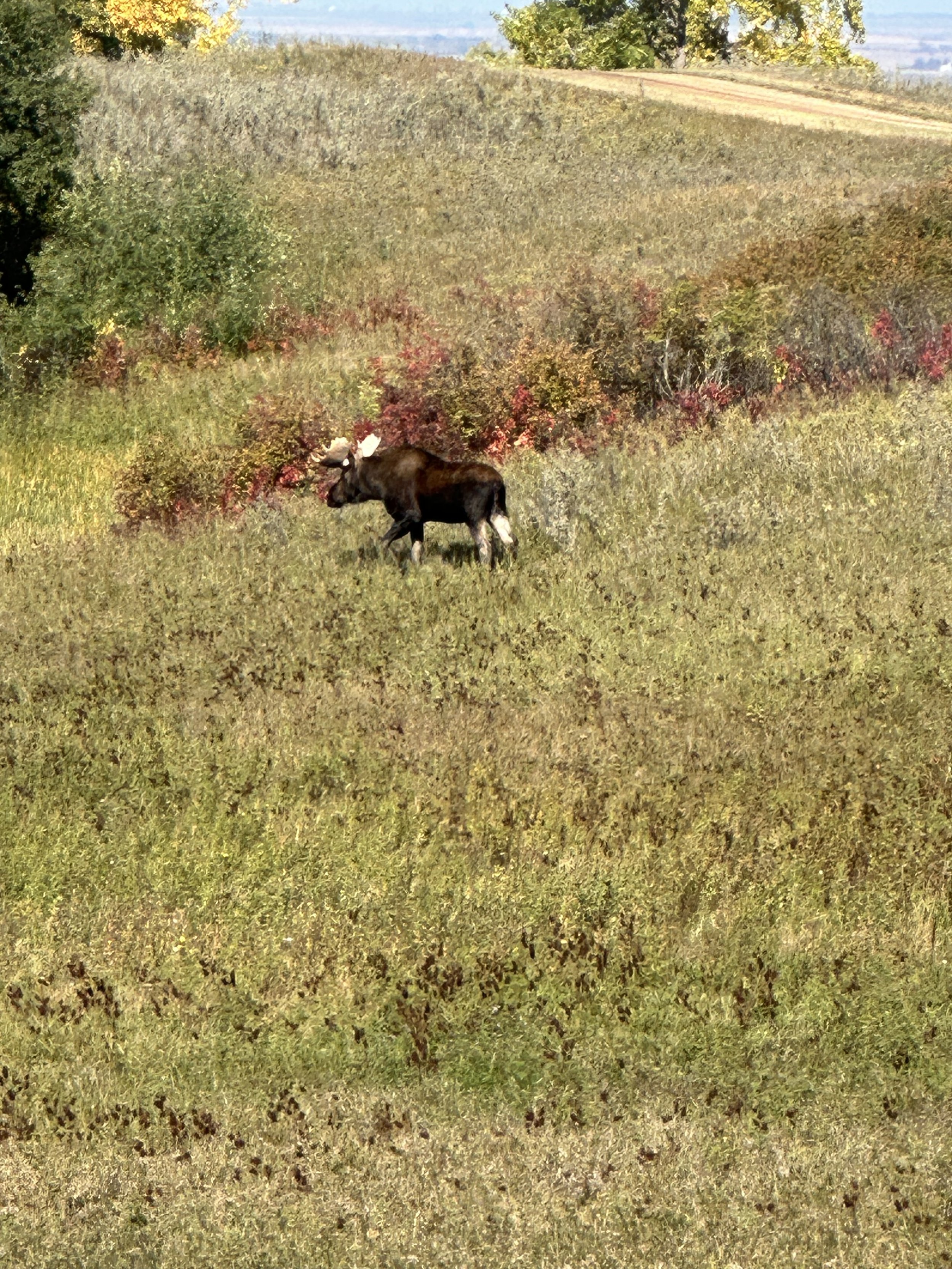 Moose grazing in a field with trees and bushes in the background during daytime.