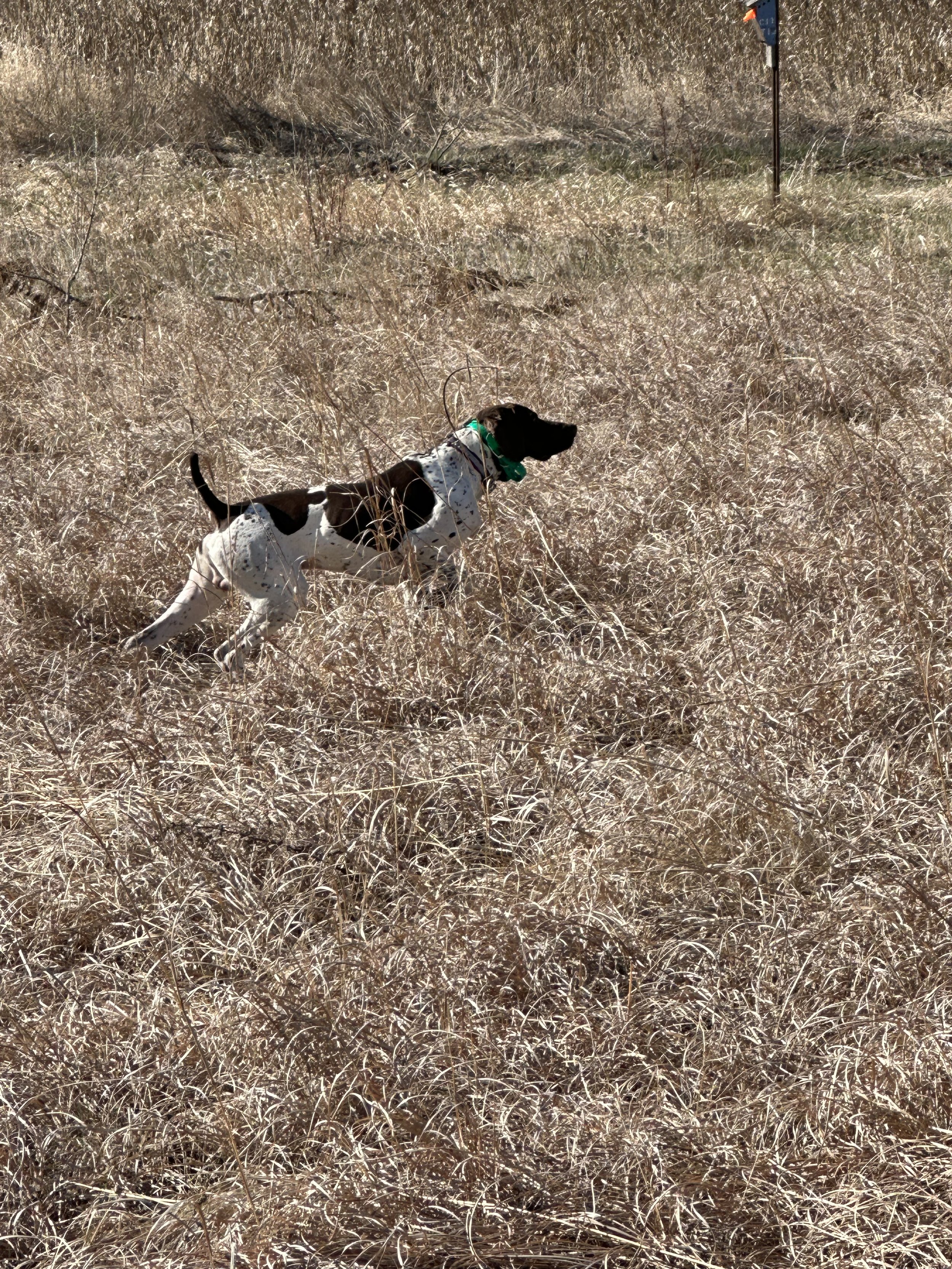 A dog running through a dry, grassy field with a green bandana around its neck and a collar, near a flagpole with a flag on top.