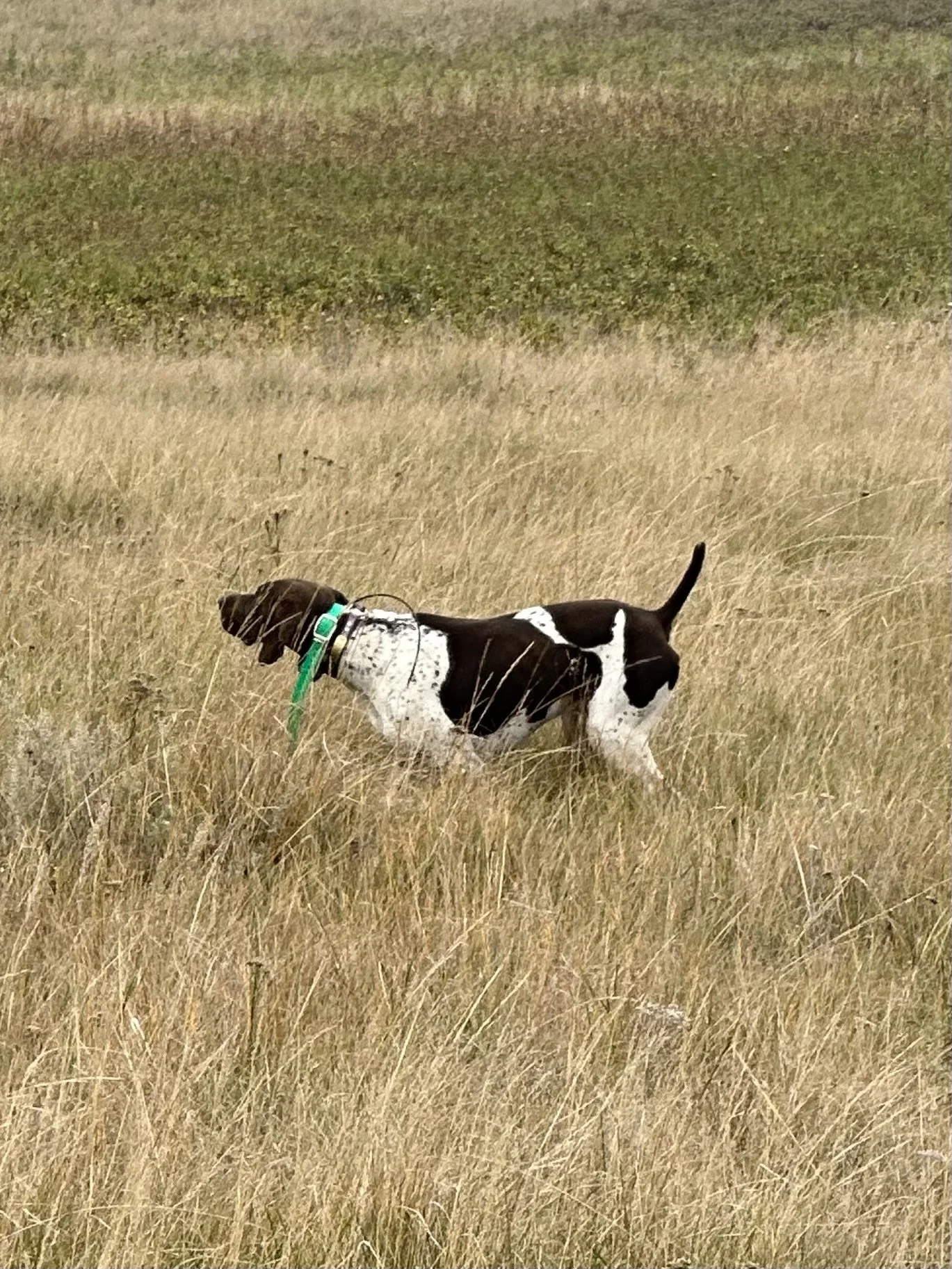 Dog with black and white fur, wearing a green collar, walking through tall grass in a field.