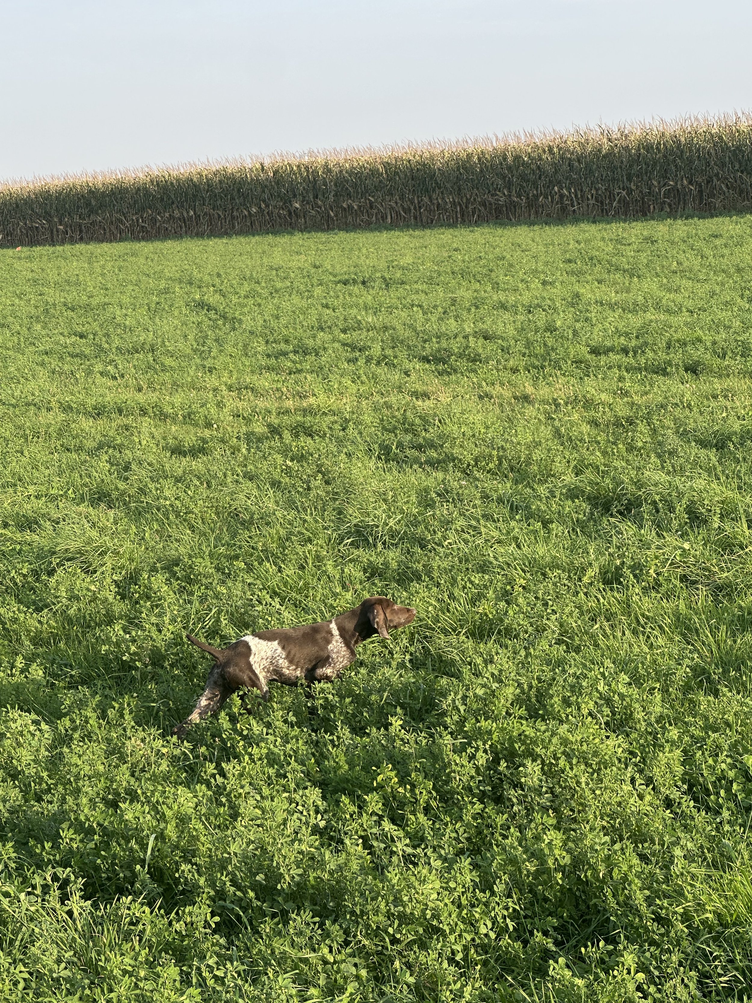 A dog running through a green field with a cornfield in the background.