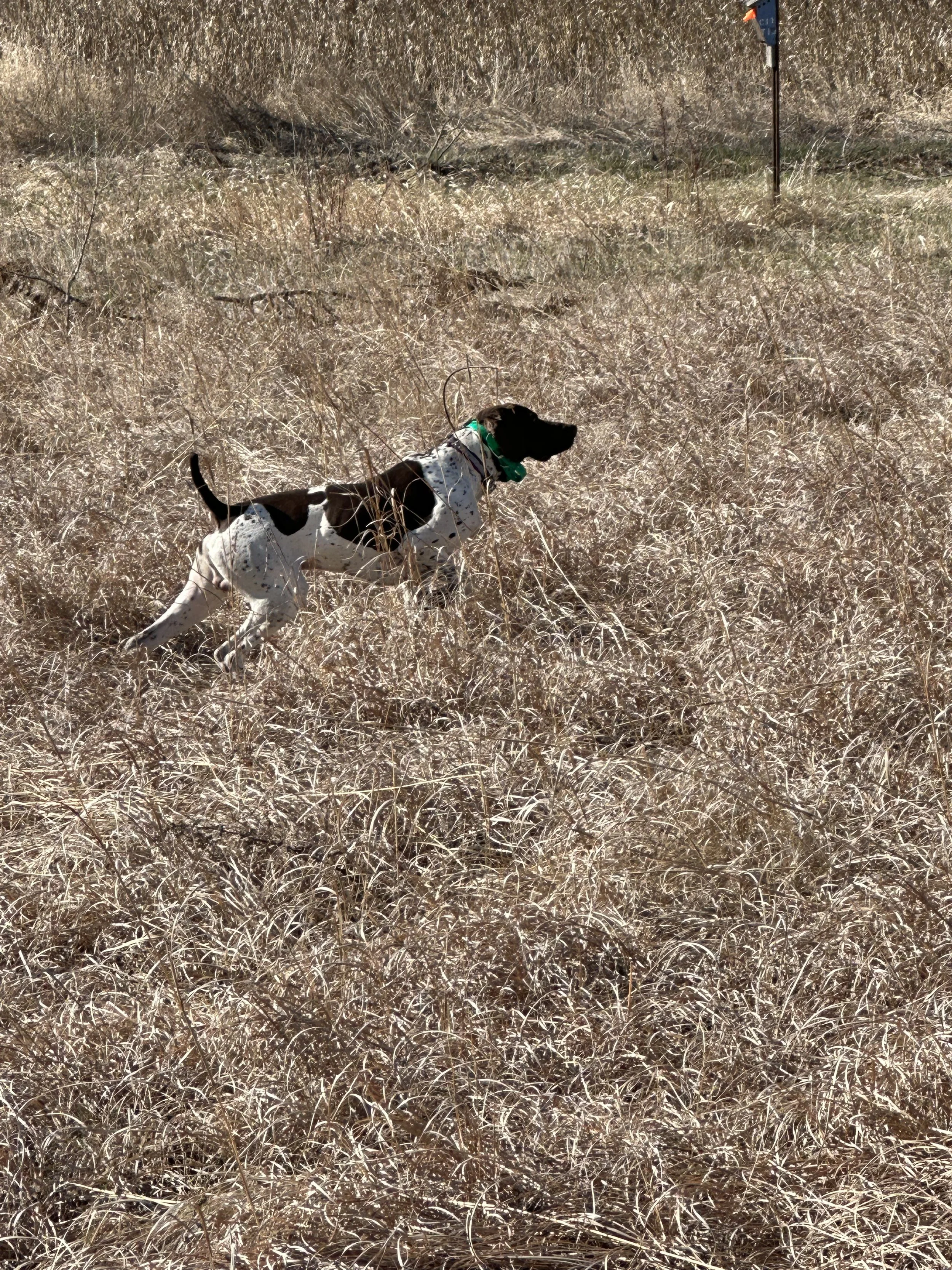 A dog with a green bandana running through dry tall grass in an open field under a clear sky.