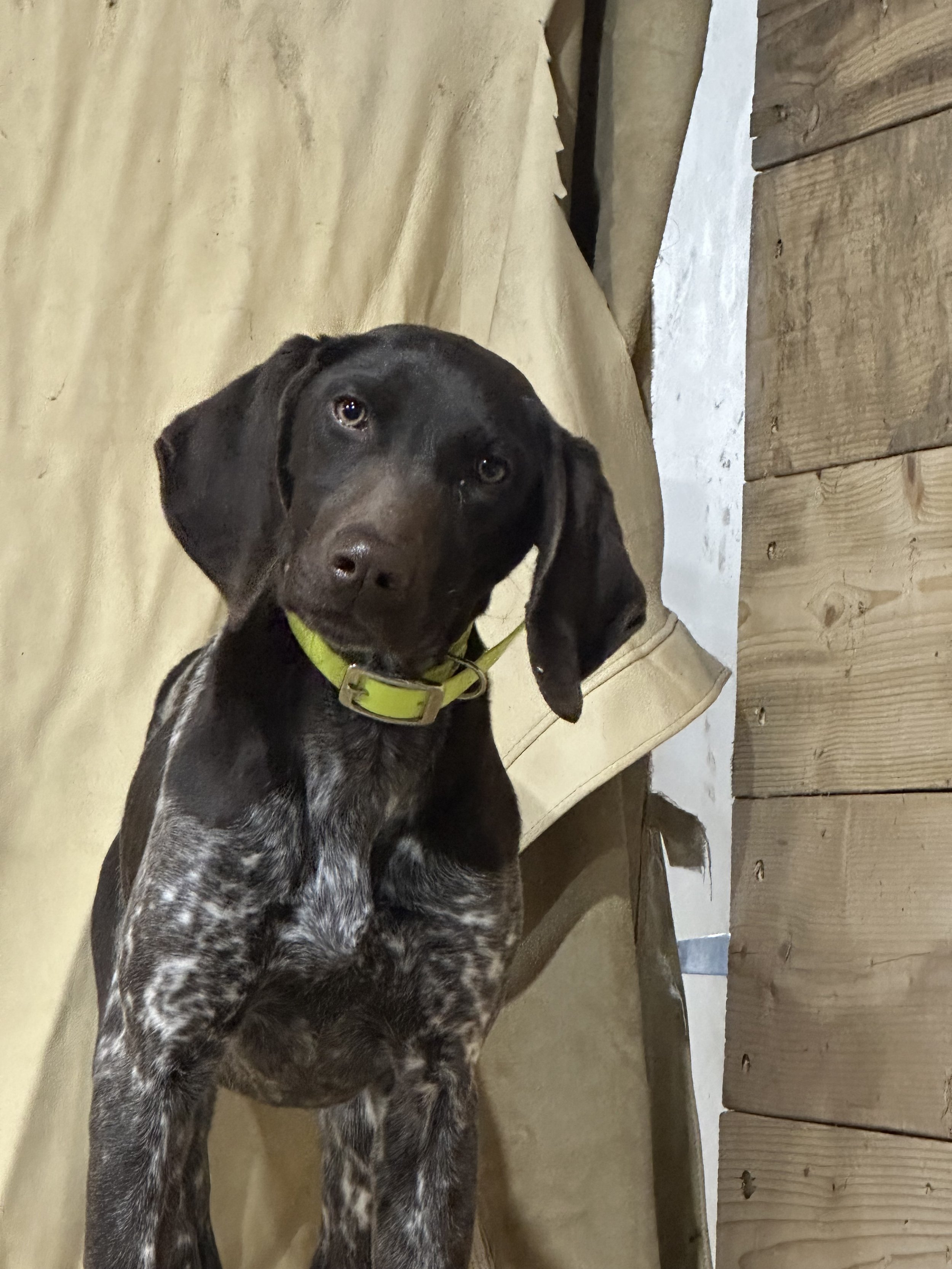 A young black and white speckled dog with a green collar, sitting indoors against a beige fabric background and wooden wall.