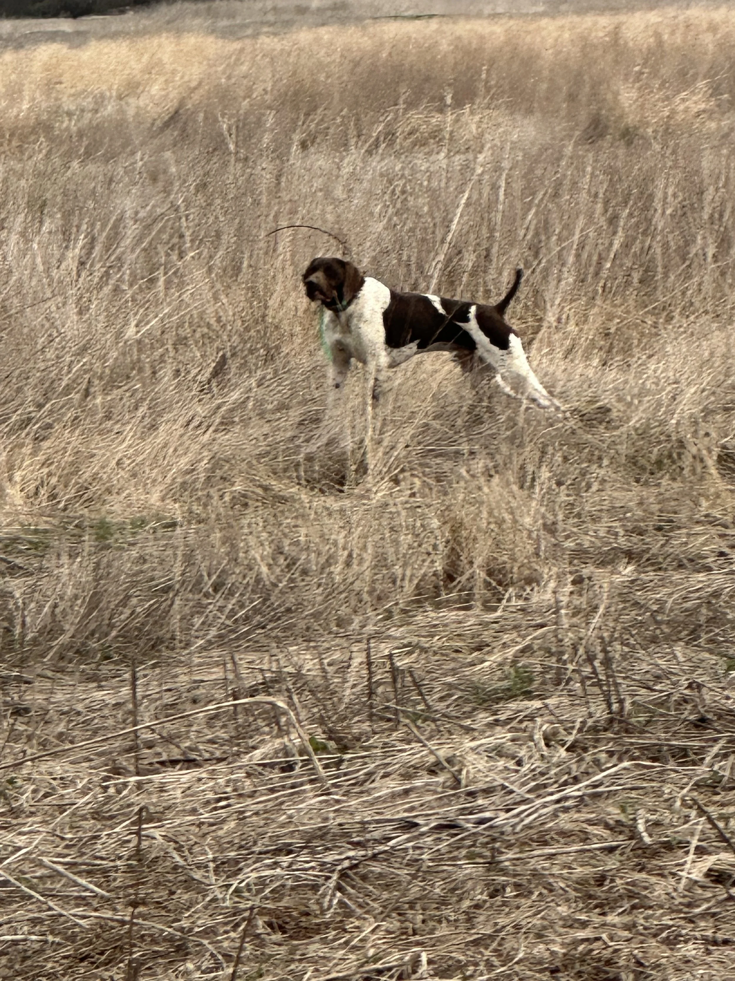 A dog with a brown head and white body with brown patches standing in a field of dry grass.