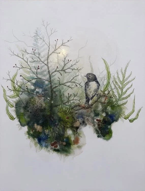 'Kakaruwai - South Island Robin'
Watercolour, ink, natural pigment & gold dust on canvas. 2022.
405mm x 510mm.
SOLD 
Giclee print edition / sold out 