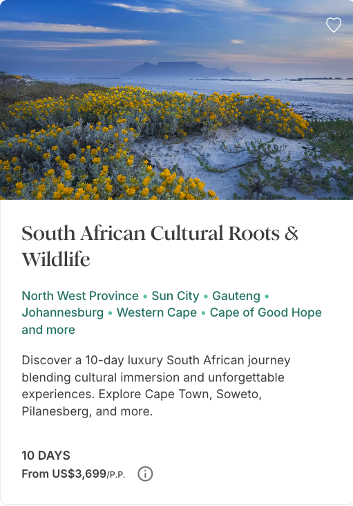 Wildflowers along the South African coast with ocean views near Cape Town.