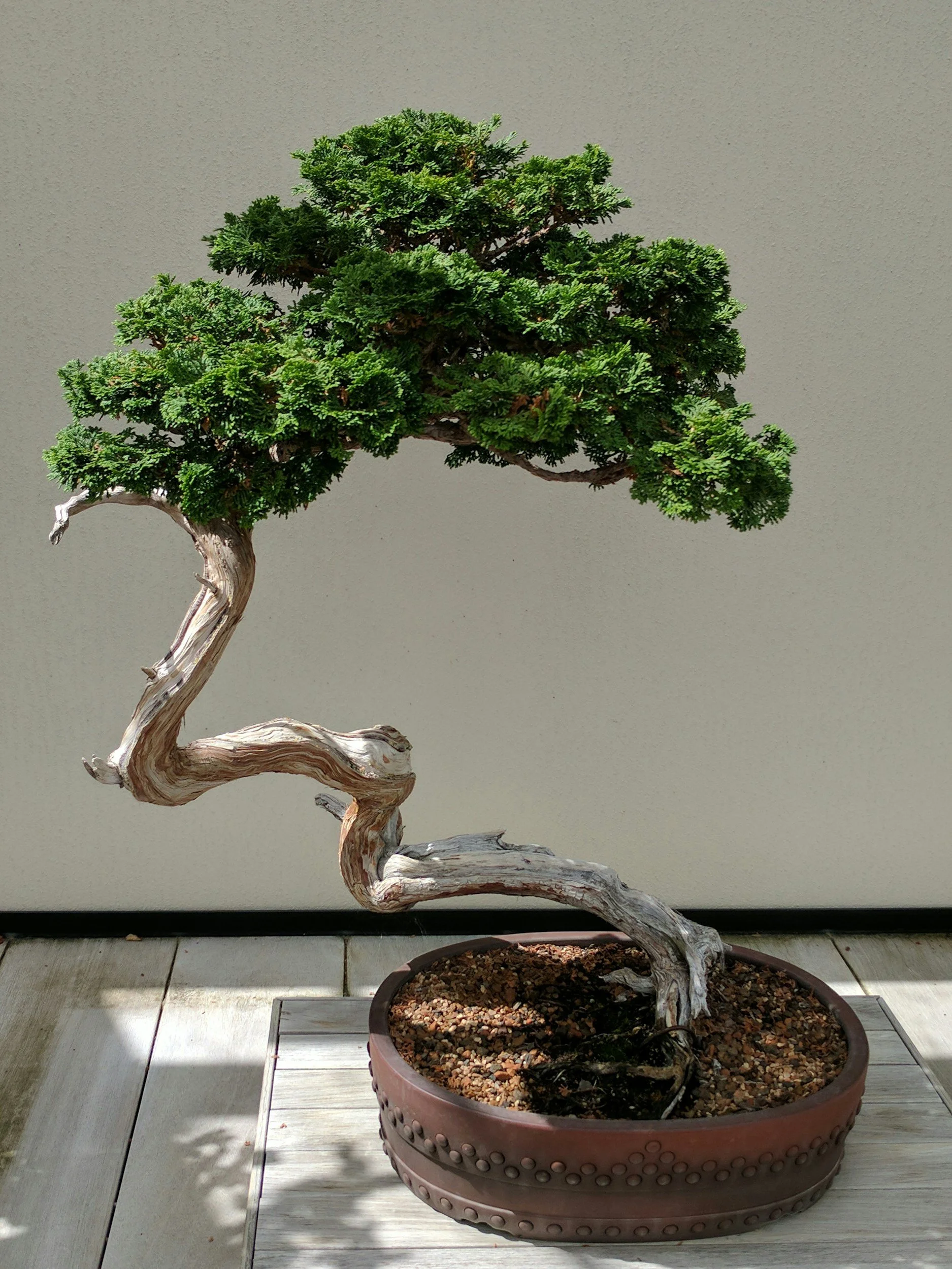 A bonsai tree with a twisted trunk and lush green foliage in a brown pot resting on a wooden surface.