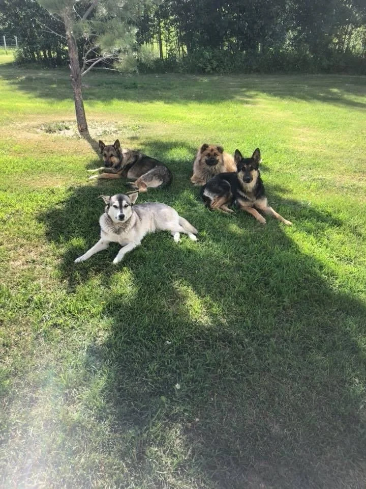 Four dogs lying on a grassy lawn, with a tree positioned behind them casting a shadow. The background features a line of trees and a sunny sky.