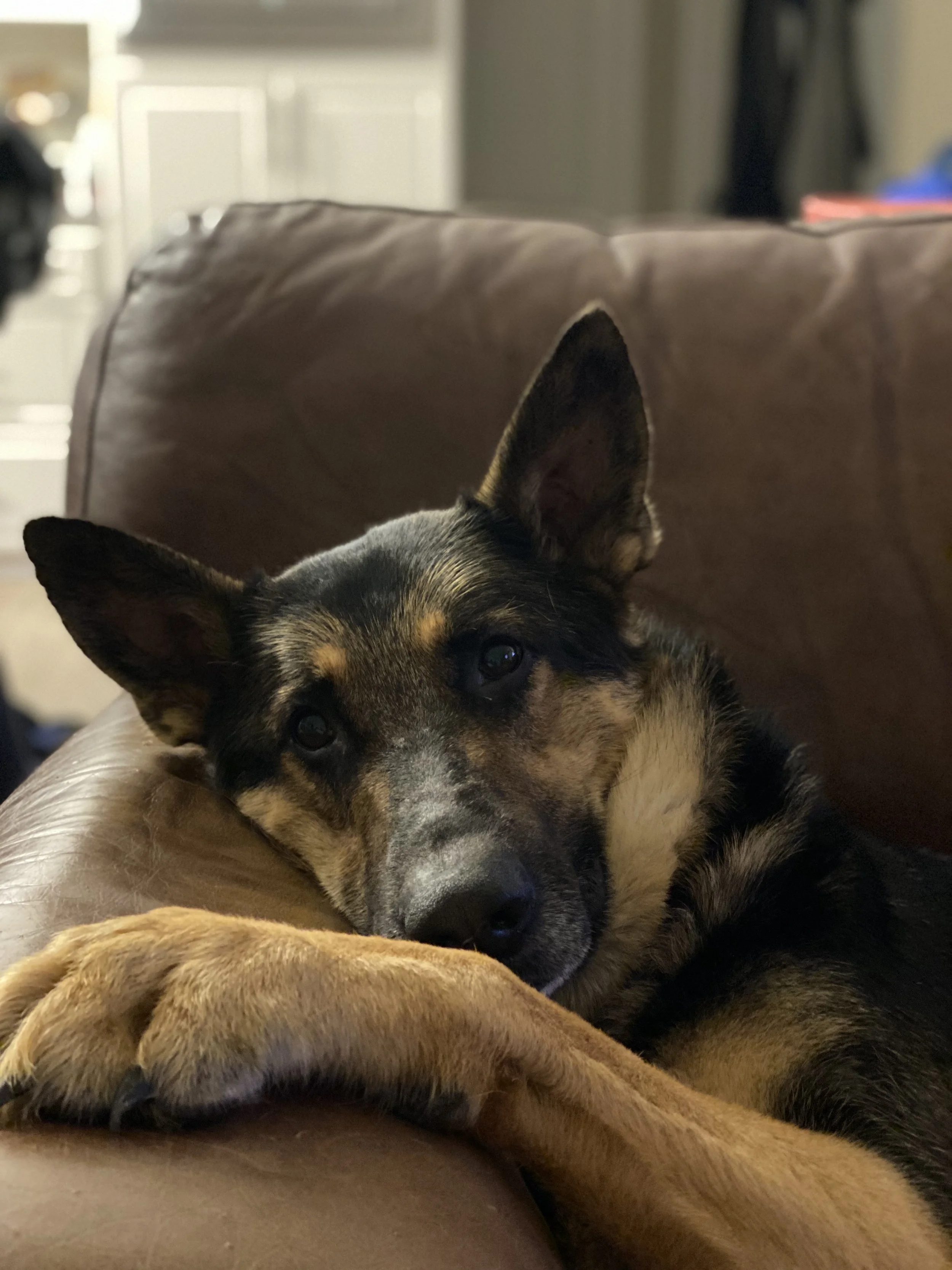 A dog lying on a brown leather couch, resting with its head on its paw. The dog has black, brown, and white fur with large ears and expressive eyes.