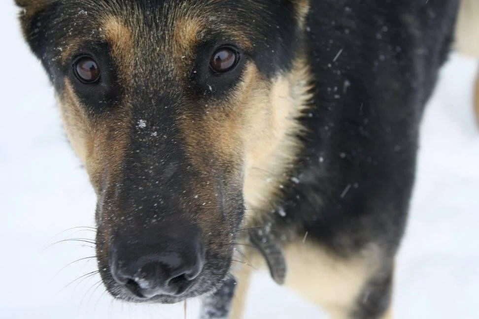Close-up of a black and tan dog with snow on its face, standing in snow.