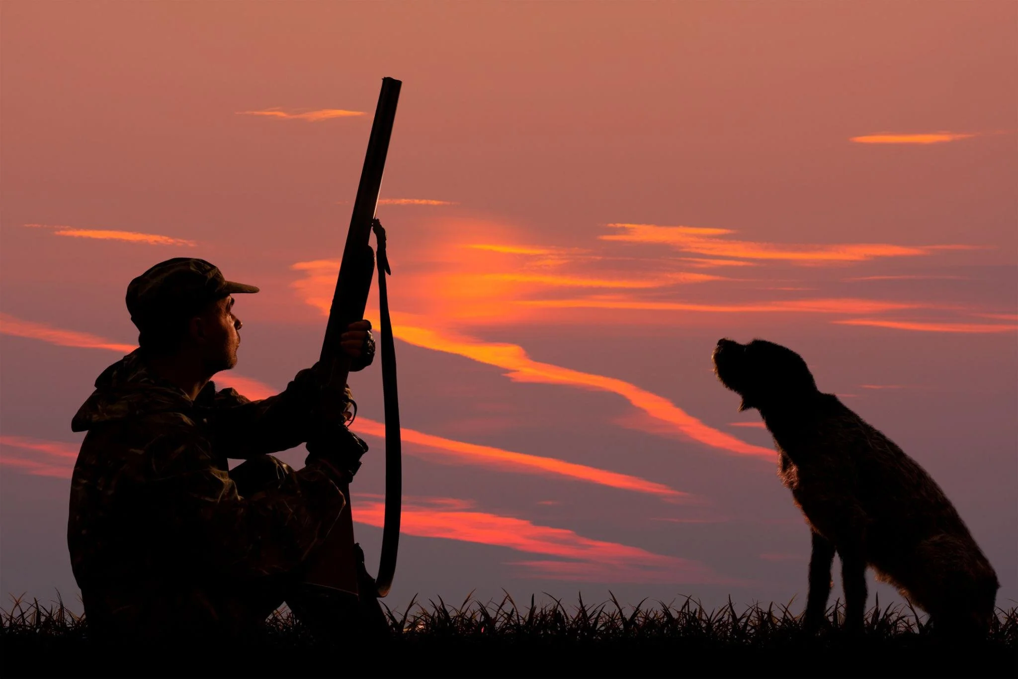 The Great Dog Training Debate: What Kind of Bird Dog Do You Really Want?
