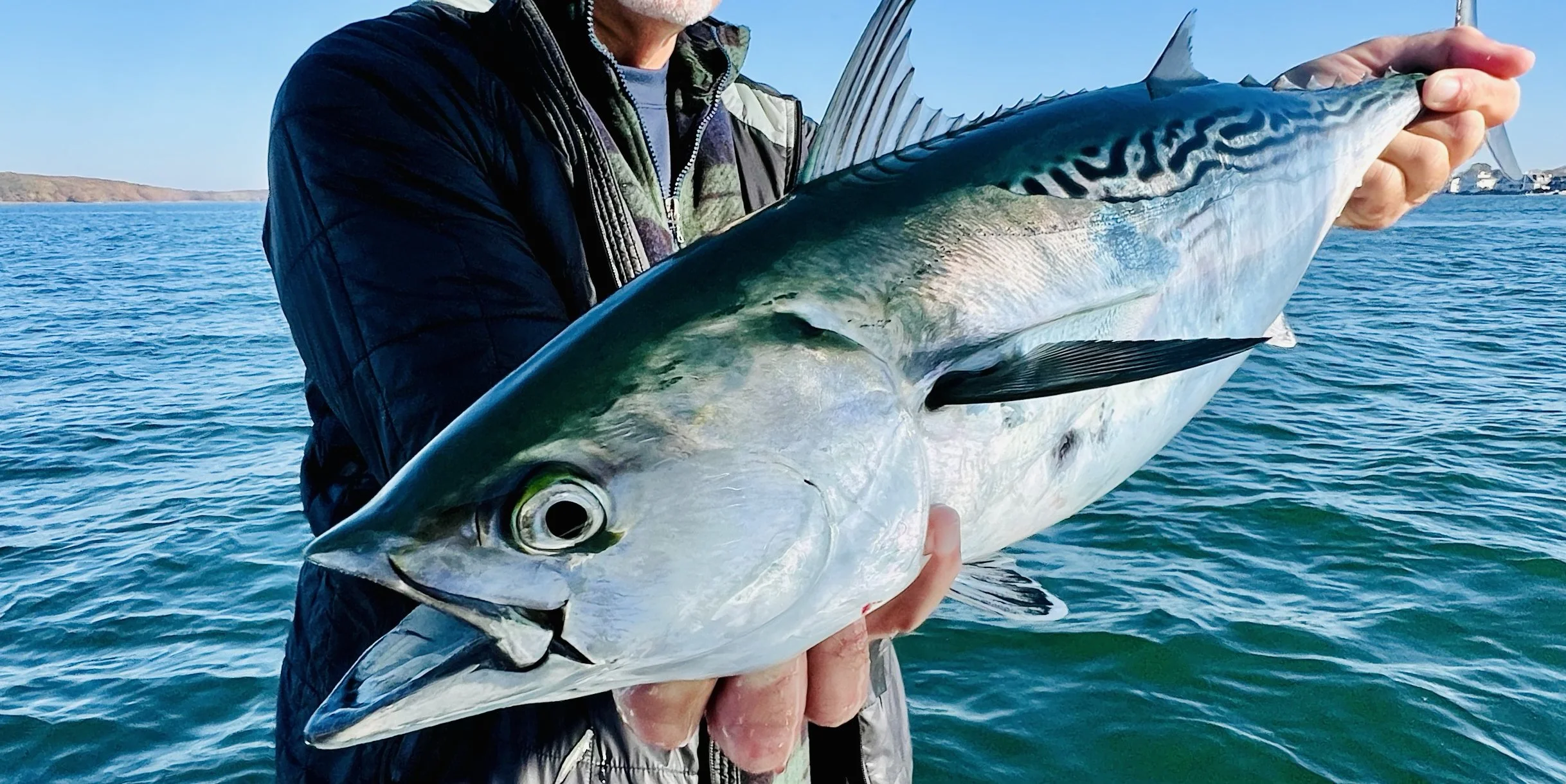 The False Albacore Countdown