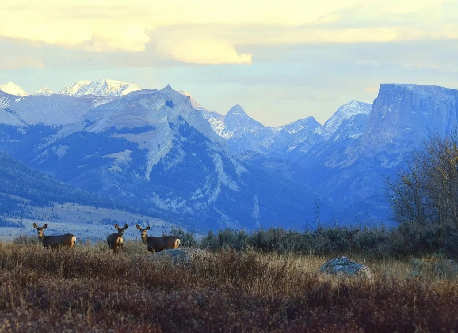 Three mule deer infront of the snowy Wind River Range and Square Top Mountain.
