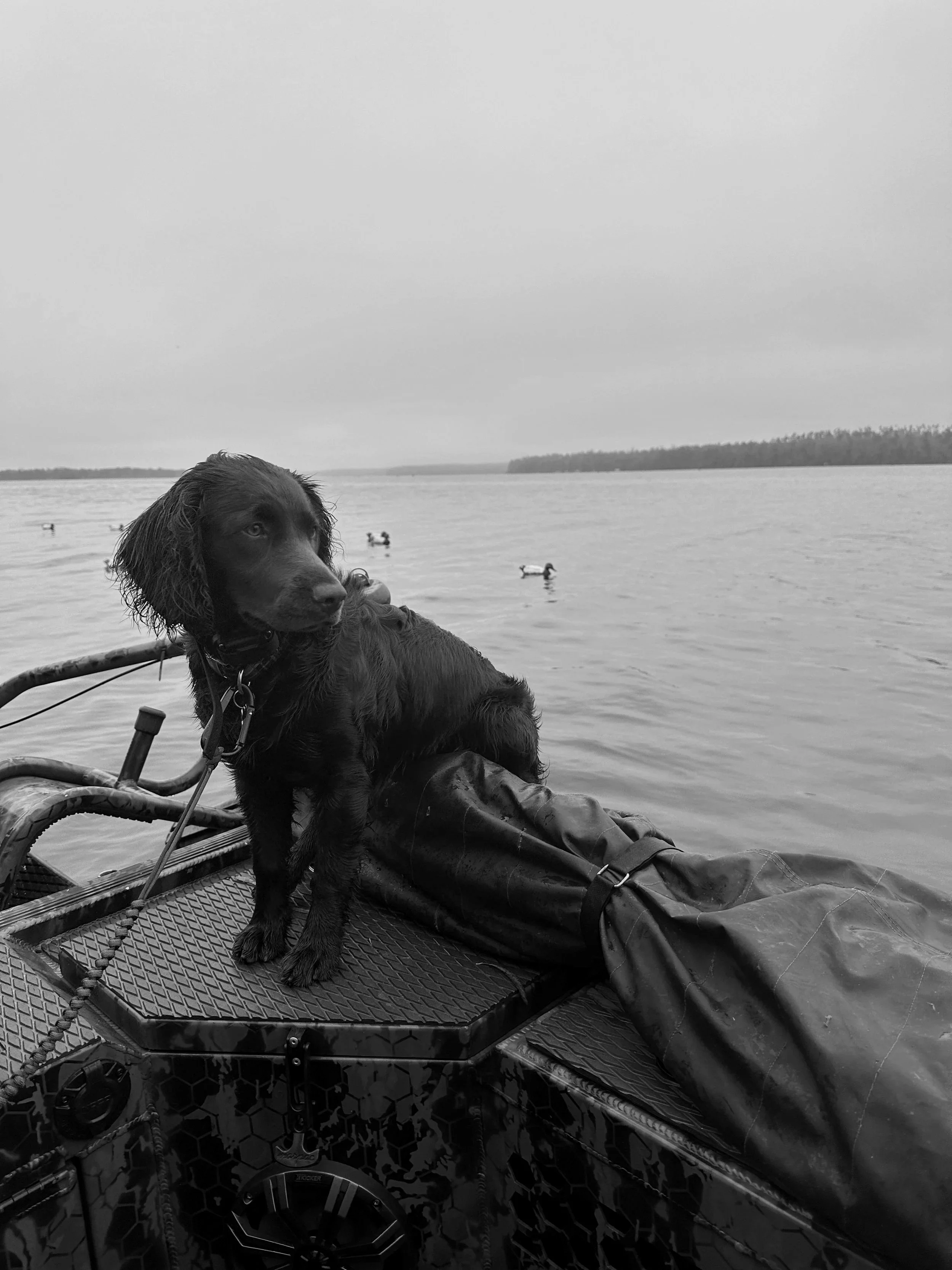 Black dog on a boat, looking over a lake with trees in the distance, overcast sky, black and white photo during a waterfowl hunt.