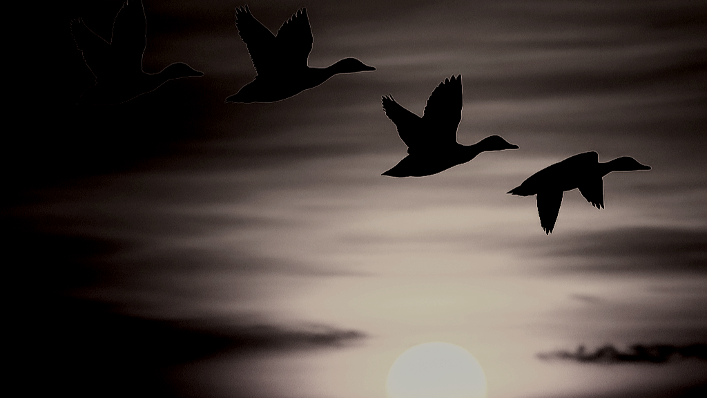 Silhouettes of four ducks flying against a sky with a bright full moon and wispy clouds.