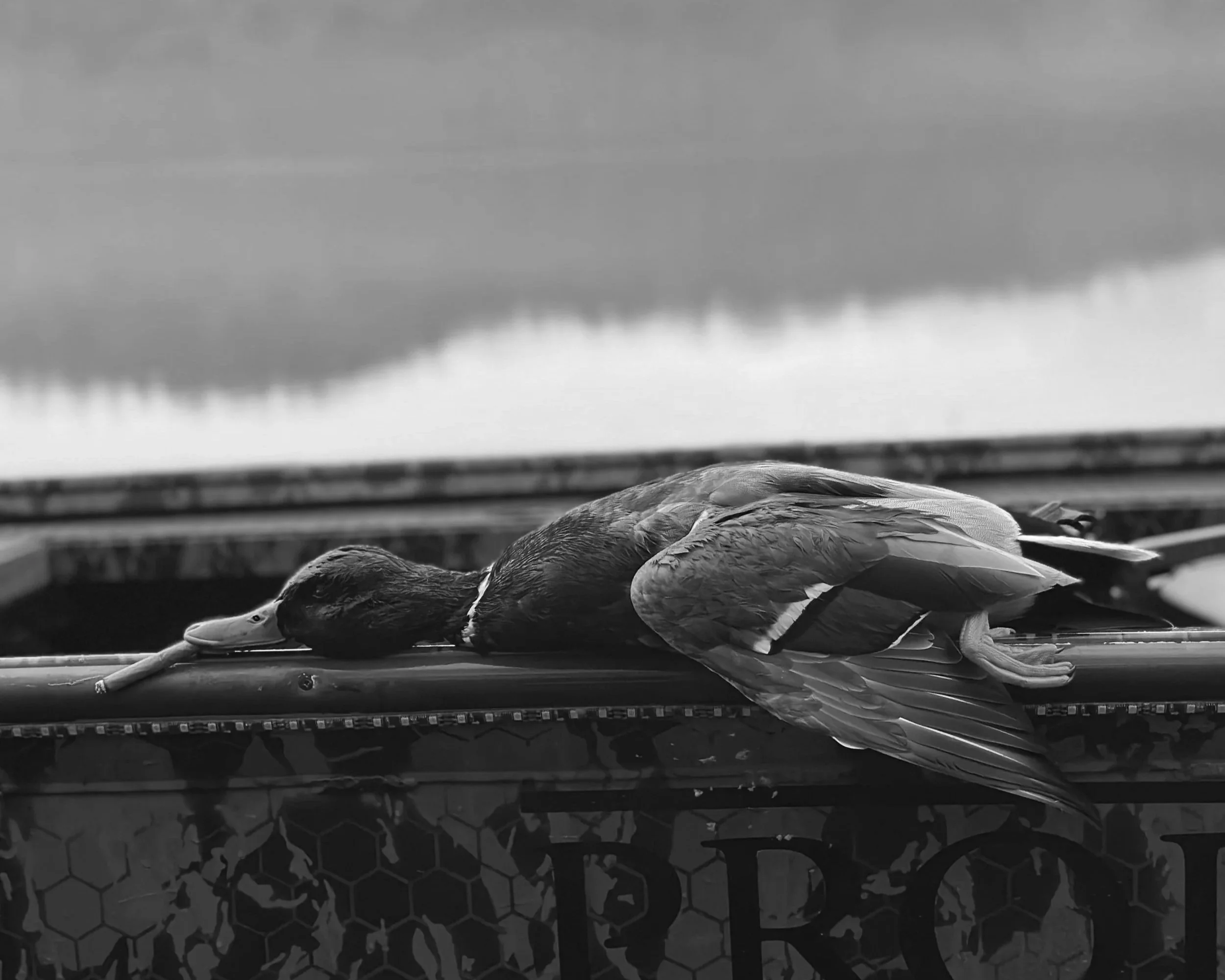 Black and white photo of a duck lying on a surface with its head resting on the edge, possibly dead or resting, with clouds in the sky in the background.
