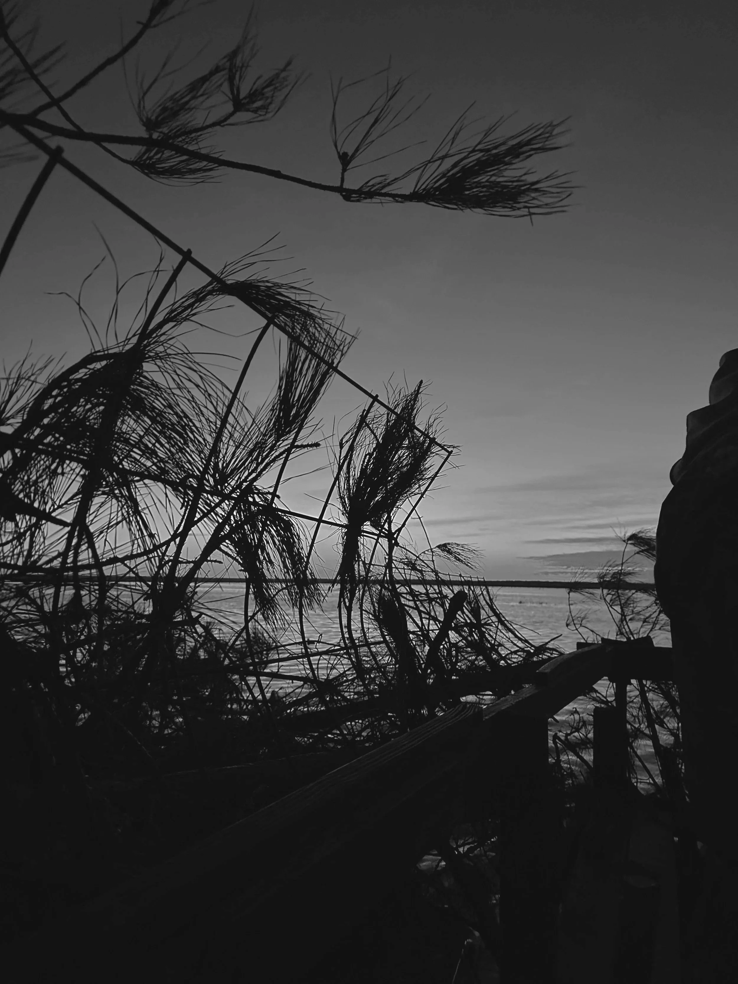 Black and white photo of windblown plants and trees near a beach, with a cloudy sky and water in the background.