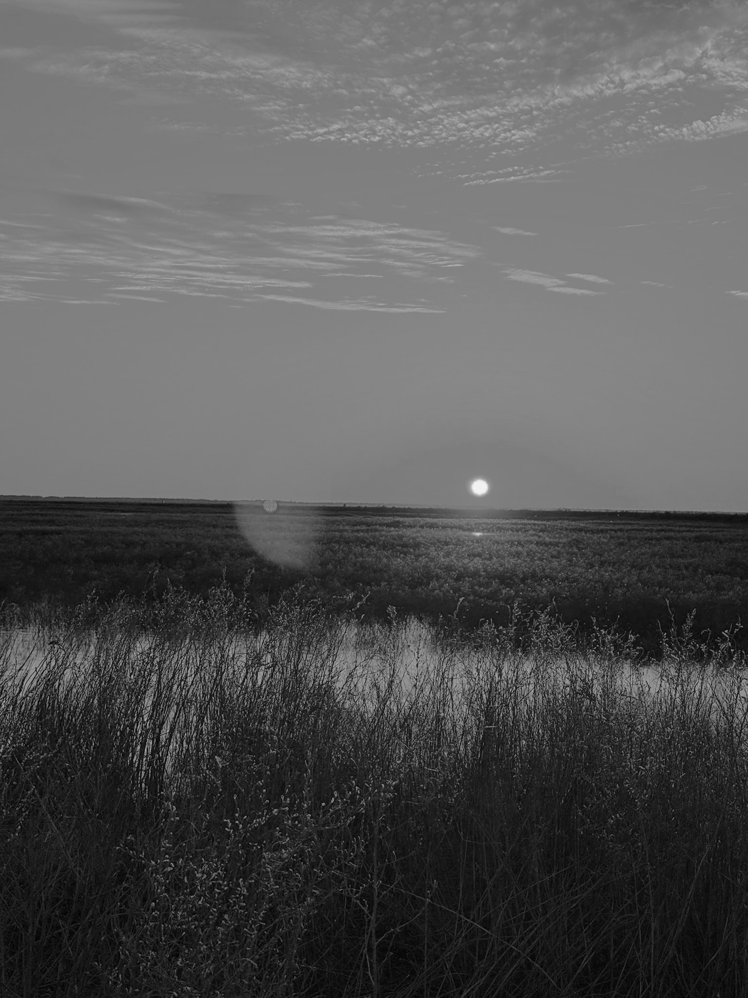 Black and white image of a sunset over flat marshland with tall grass in the foreground and clouds in the sky.
