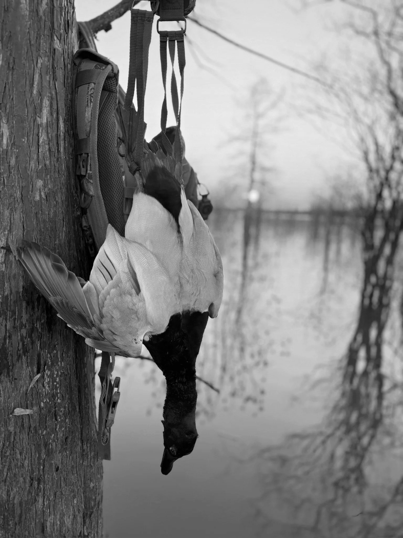 A bird caught in a trap hanging from a tree next to a body of water, with leafless trees in the background.