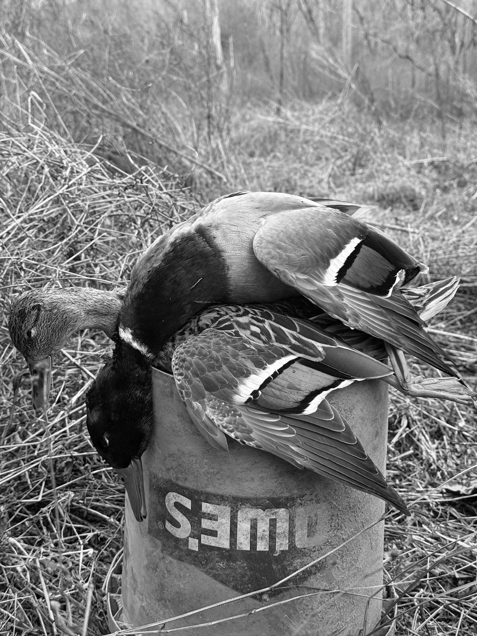 Two ducks, one with its head down and the other with its head turned, resting on a bucket in a field of dry grass, in black and white.