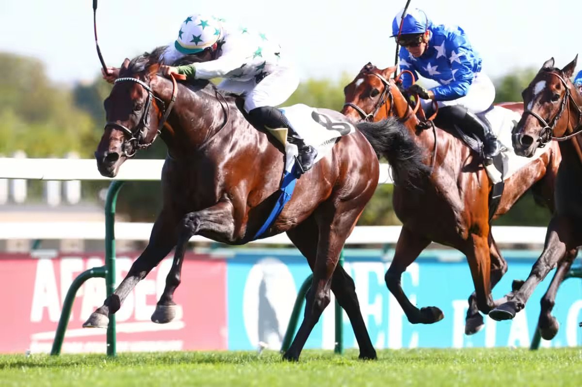 Caballo corriendo en un establo con árboles al fondo.