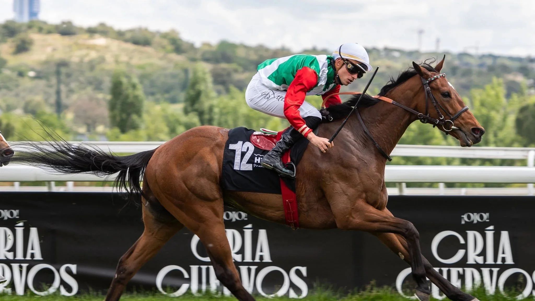 Jinete en caballos de carrera en vivo en un circuito de turf, con fondo de árboles y colinas, bajo cielo nublado.