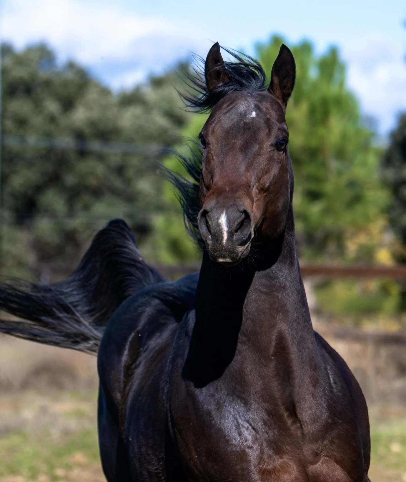 Un caballo marrón oscuro cabalga por un campo con árboles y cielo despejado en el fondo.