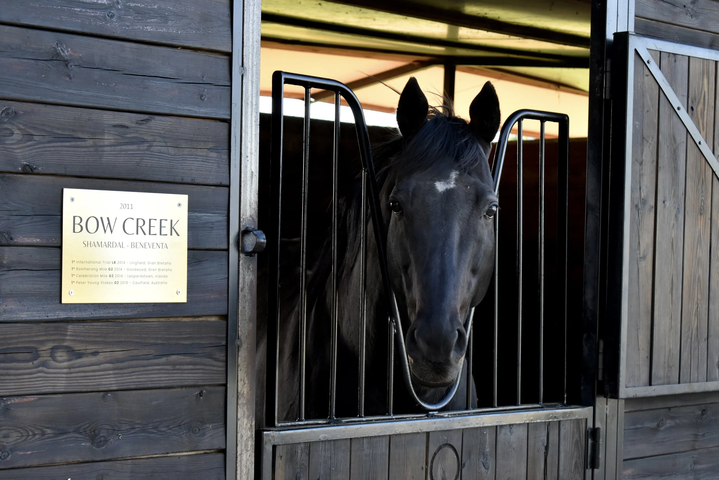 Caballo negro mirando desde un establo de madera con una placa que dice 'Bow Creek, Shamardal - Beneventa'.