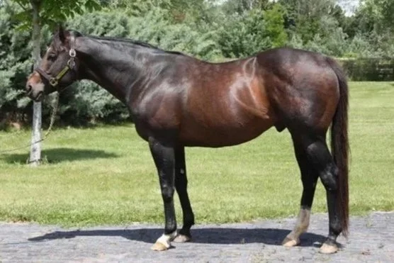 Un heredero llamado ‘NOOZHOH’