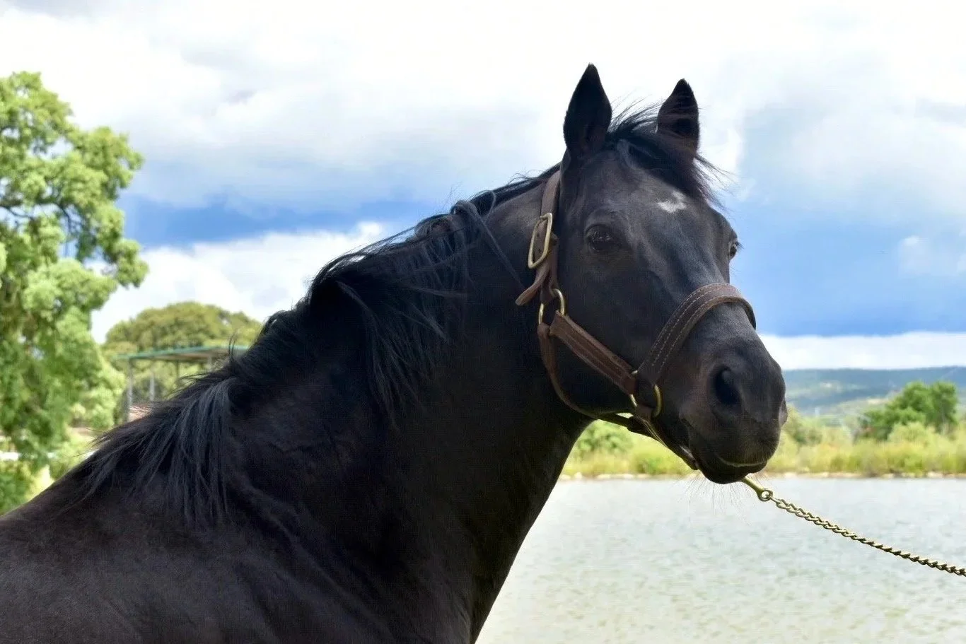 Primer ganador a 2 años para BOW CREEK en 2025