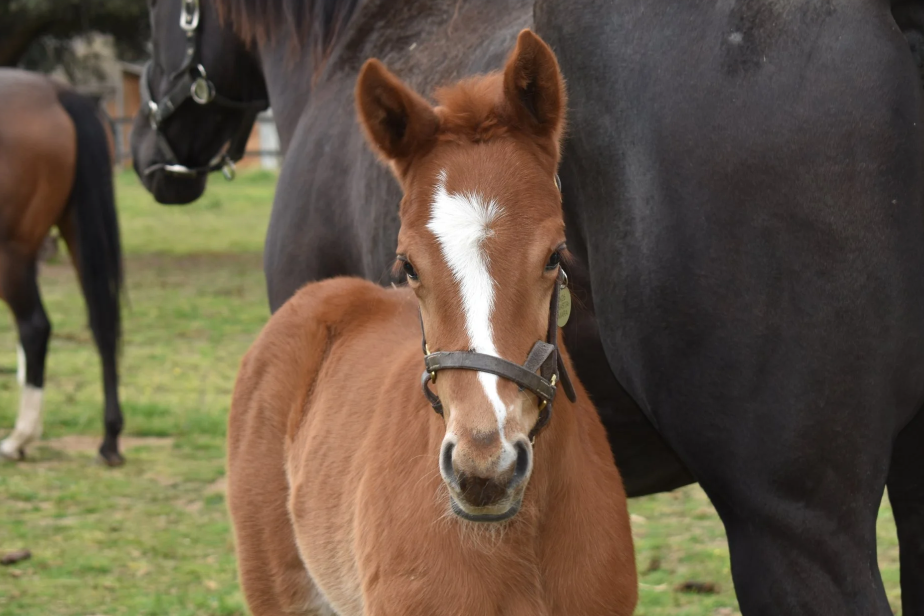 Fin de la temporada de nacimientos 2026