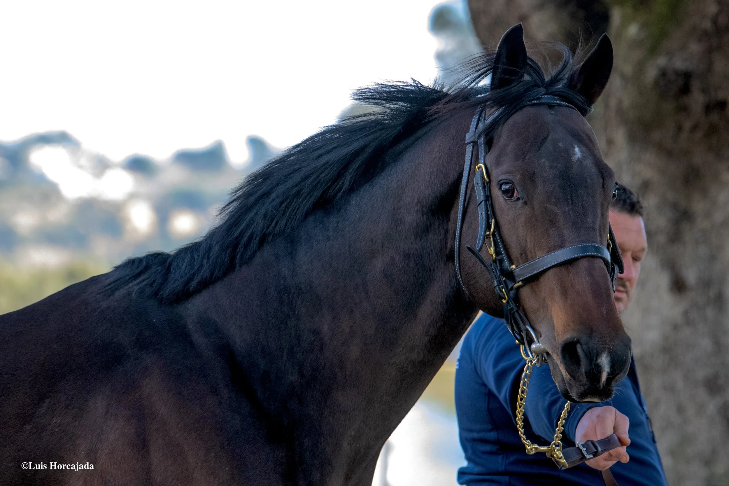 NOOZHOH CANARIAS, mejor semental de españa