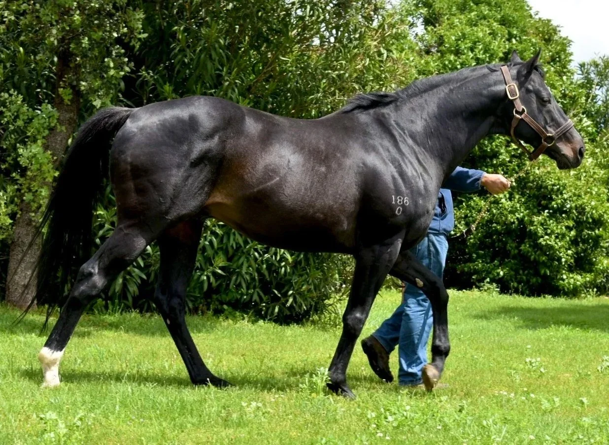 Caballo en un pastizal verde con fondo de arbustos y árboles, siendo manejado por un cuidador.