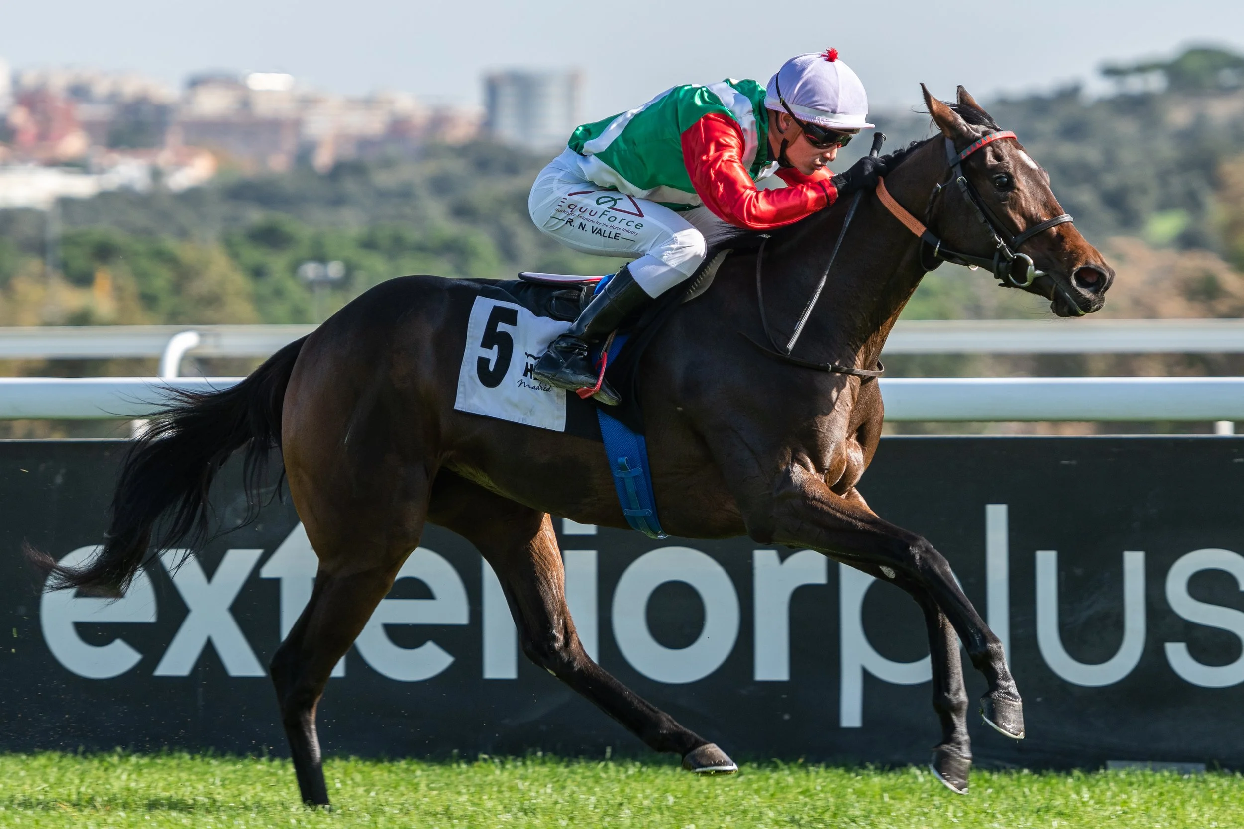 Jinete en cabalgata en carrera, montando un caballo negro, con fondo de ciudad y montañas.